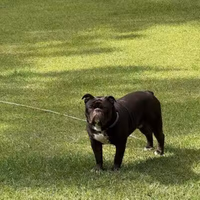 Blue Cord K9 - Raeford, NC
