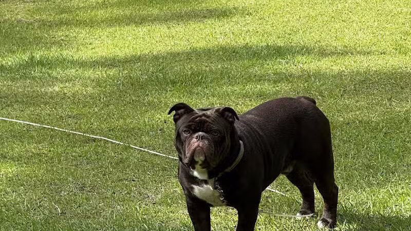 Blue Cord K9 - Raeford, NC