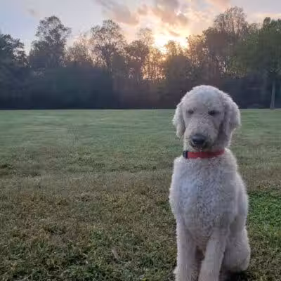 Blue Cord K9 - Raeford, NC