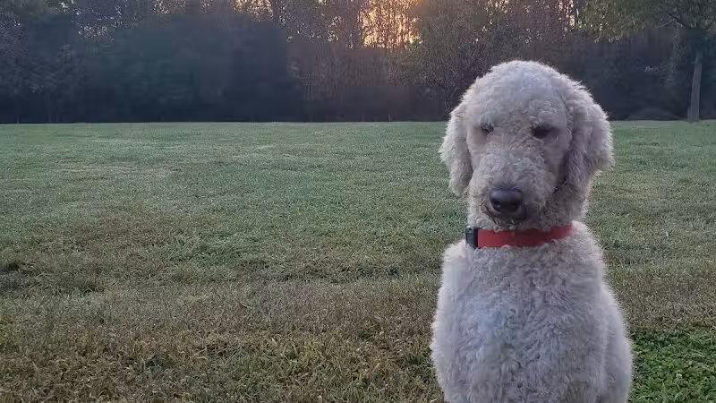Blue Cord K9 - Raeford, NC