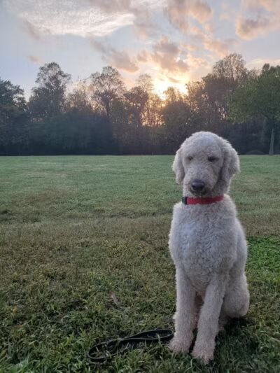 Blue Cord K9 - Raeford, NC