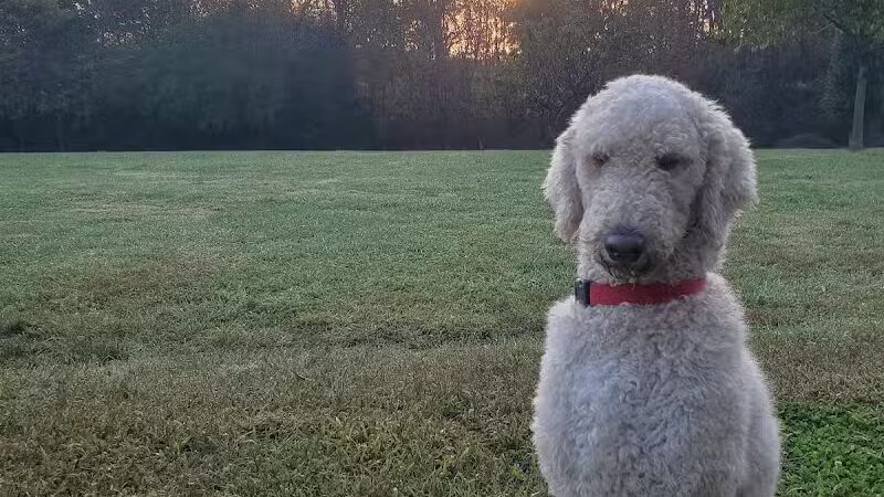 Blue Cord K9 - Raeford, NC