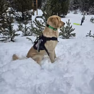 Blue Cord K9 - Raeford, NC