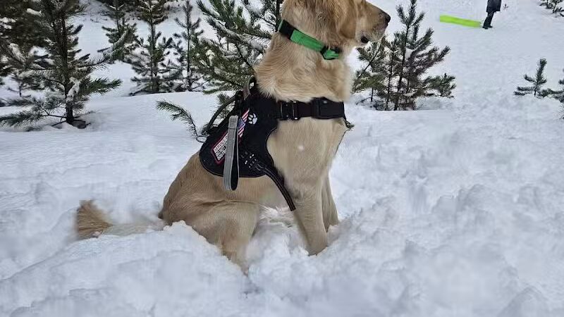 Blue Cord K9 - Raeford, NC