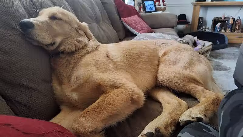 Blue Cord K9 - Raeford, NC