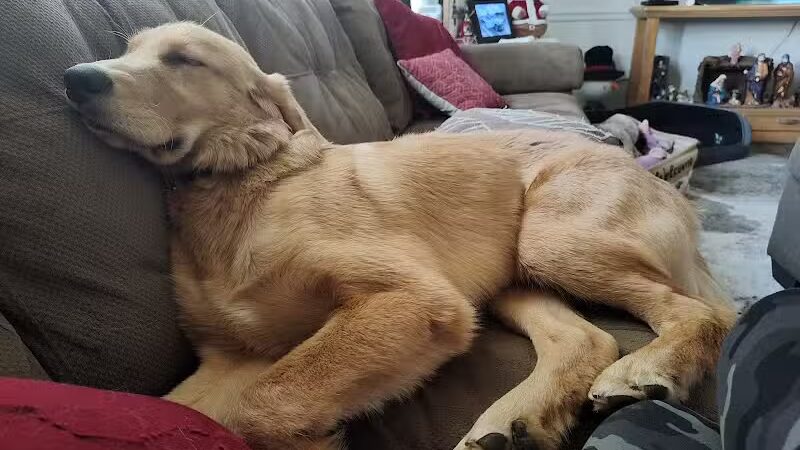 Blue Cord K9 - Raeford, NC