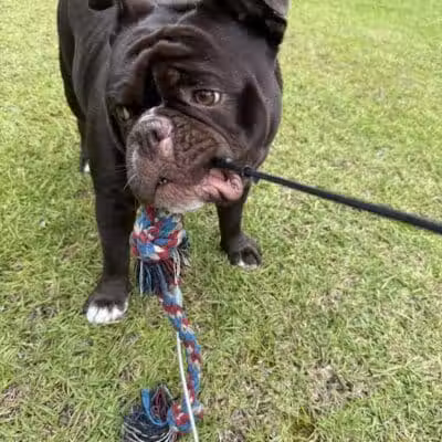 Blue Cord K9 - Raeford, NC