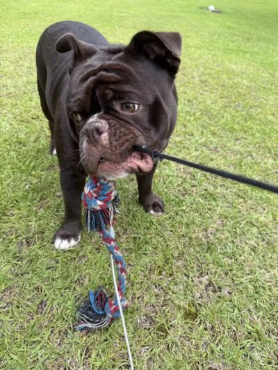 Blue Cord K9 - Raeford, NC