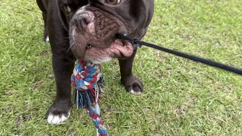 Blue Cord K9 - Raeford, NC