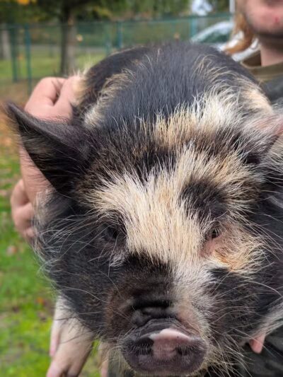 Galmour Mutt Private Dog Park - Rainier, OR