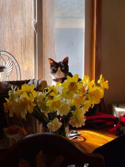 Tyee Veterinary Clinic - Rainier, WA