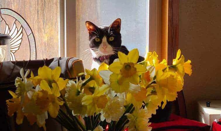 Tyee Veterinary Clinic - Rainier, WA