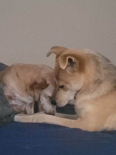 Tyee Veterinary Clinic - Rainier, WA