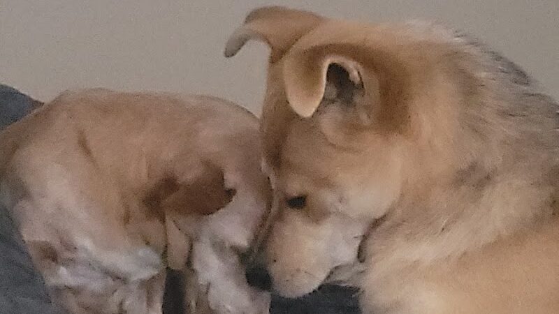 Tyee Veterinary Clinic - Rainier, WA