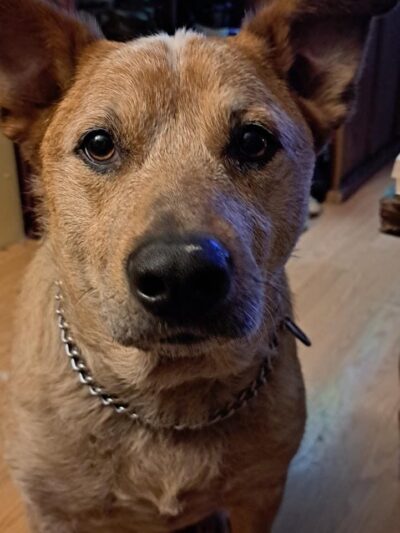 Tyee Veterinary Clinic - Rainier, WA