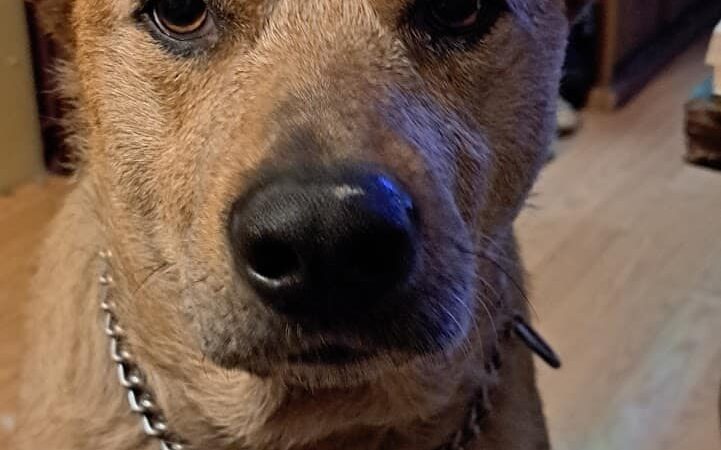 Tyee Veterinary Clinic - Rainier, WA