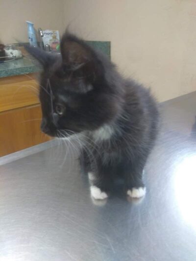 Tyee Veterinary Clinic - Rainier, WA