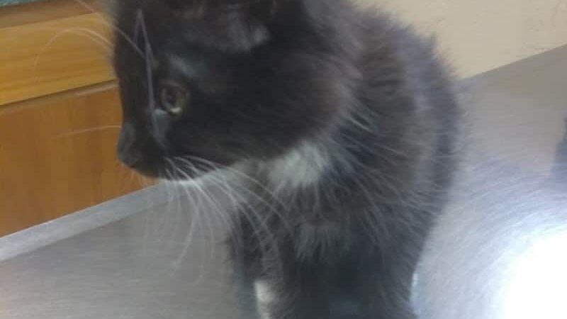 Tyee Veterinary Clinic - Rainier, WA