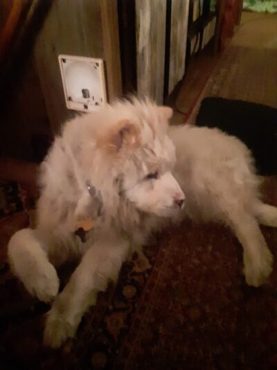 Tyee Veterinary Clinic - Rainier, WA