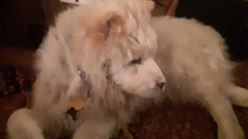 Tyee Veterinary Clinic - Rainier, WA