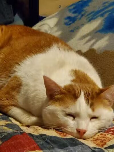 Tyee Veterinary Clinic - Rainier, WA