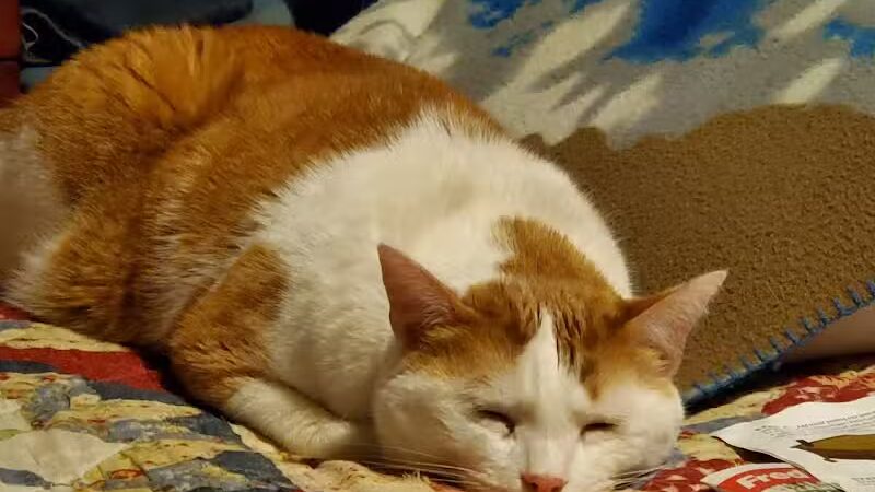 Tyee Veterinary Clinic - Rainier, WA