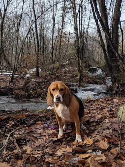 Hidden Valley Park - Randolph, NJ