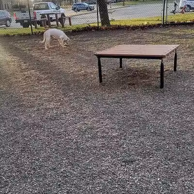 Randolph dog park - Randolph, NJ