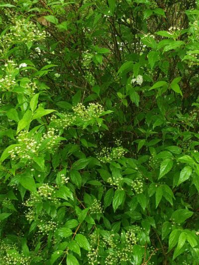 Mosher Park Pavillions - Ravena, NY