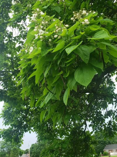 Mosher Park Pavillions - Ravena, NY