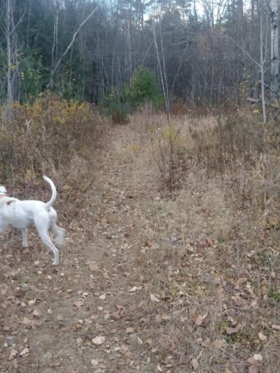 Riverside Bark Dog Park - Raymond, NH