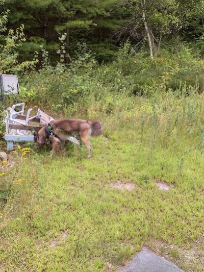 Riverside Bark Dog Park - Raymond, NH