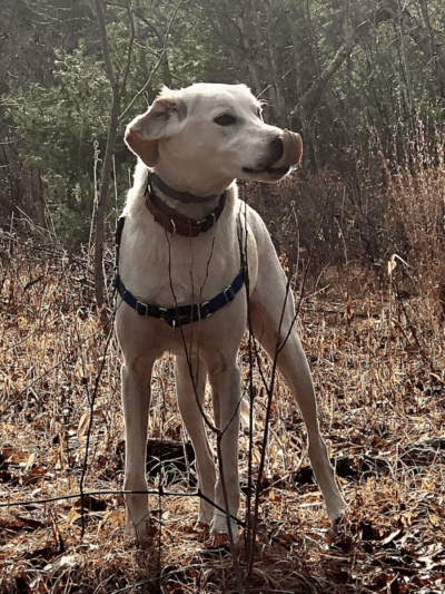 Riverside Bark Dog Park - Raymond, NH