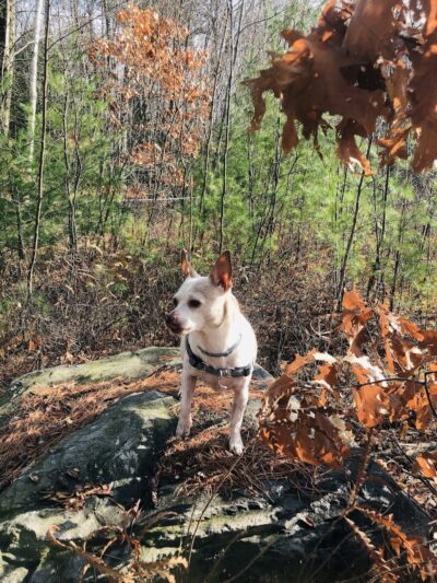 Riverside Bark Dog Park - Raymond, NH