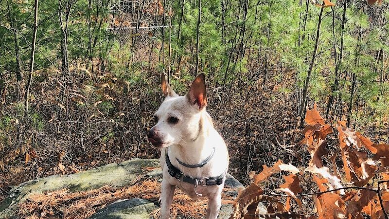Riverside Bark Dog Park - Raymond, NH