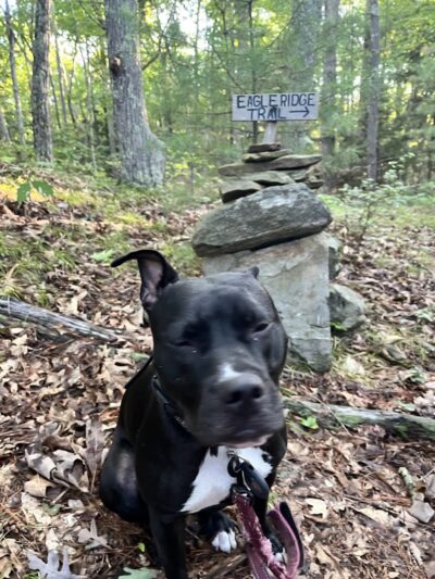 Riverside Bark Dog Park - Raymond, NH