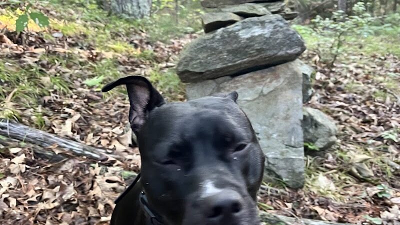 Riverside Bark Dog Park - Raymond, NH