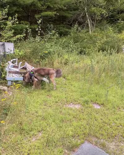 Riverside Bark Dog Park - Raymond, NH