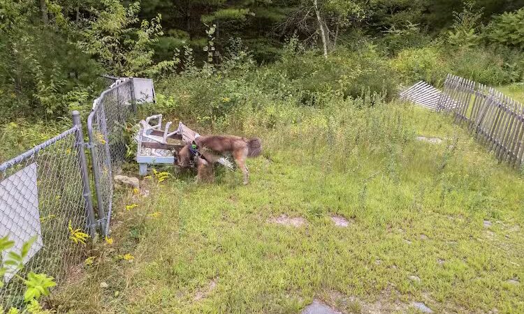 Riverside Bark Dog Park - Raymond, NH