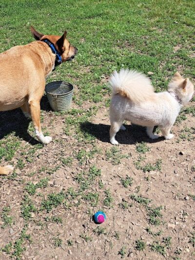 Red Bank Dog Park - Red Bank, TN