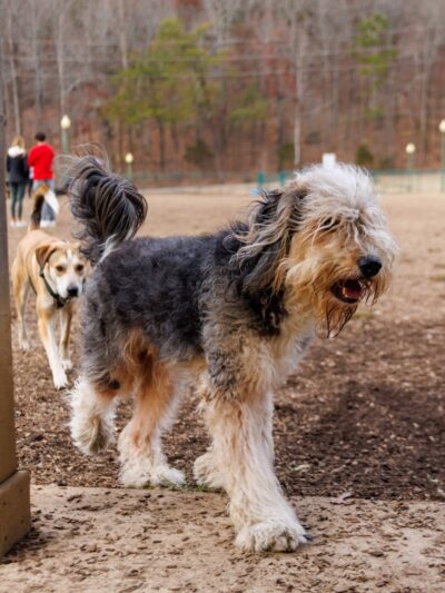 Red Bank Dog Park - Red Bank, TN