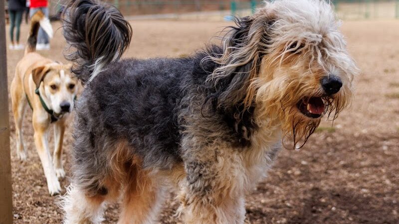 Red Bank Dog Park - Red Bank, TN