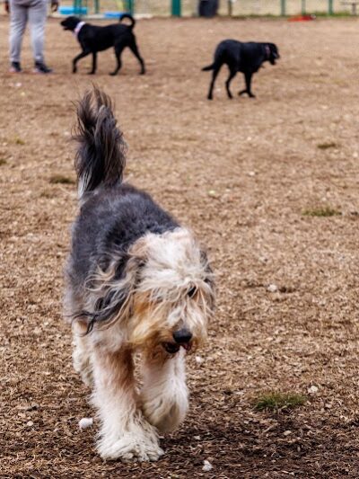 Red Bank Dog Park - Red Bank, TN