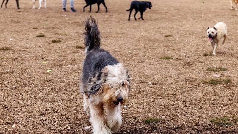 Red Bank Dog Park - Red Bank, TN