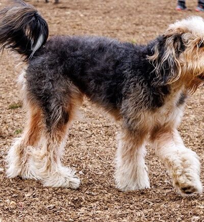 Red Bank Dog Park - Red Bank, TN