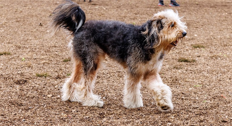 Red Bank Dog Park - Red Bank, TN