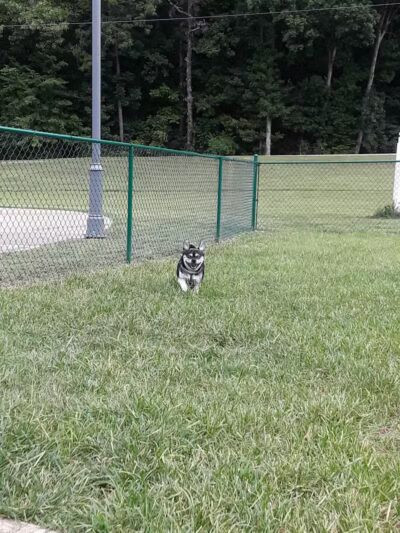 Red Bank Dog Park - Red Bank, TN