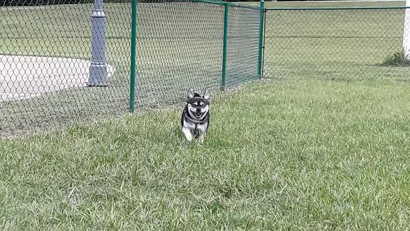 Red Bank Dog Park - Red Bank, TN