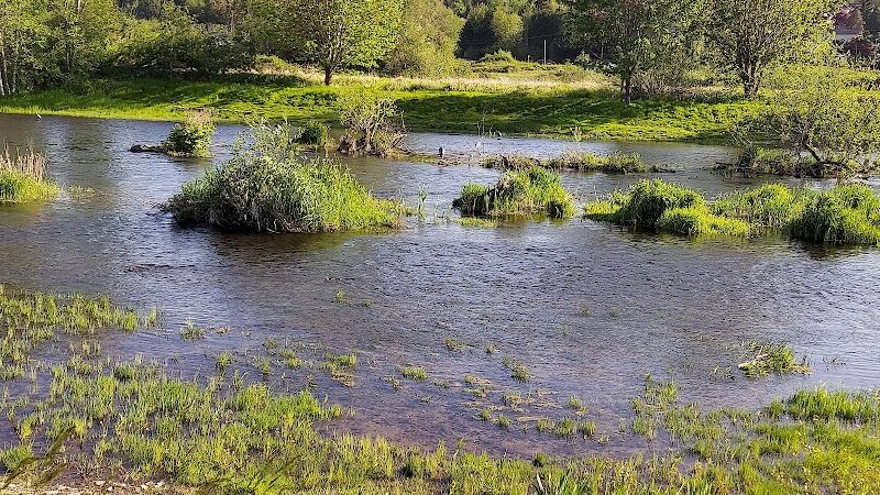 Marymoor Off-Leash Dog Park - Redmond, WA
