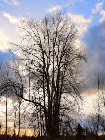 Marymoor Off-Leash Dog Park - Redmond, WA